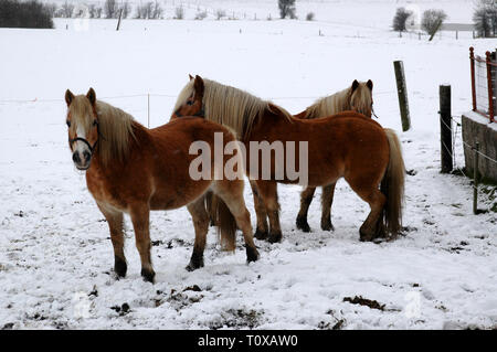 Drei Pferde auf einem verschneiten Wiese. Stockfoto