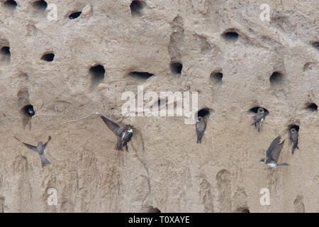 Uferschwalbe (Riparia riparia), im Nest Löcher, in der Nähe von Side, Türkei. Stockfoto