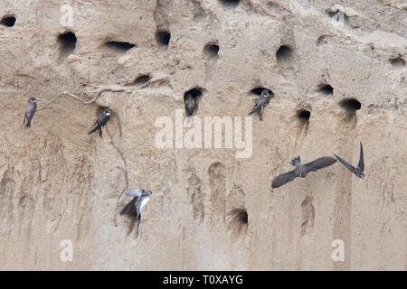 Uferschwalbe (Riparia riparia), im Nest Löcher, in der Nähe von Side, Türkei. Stockfoto