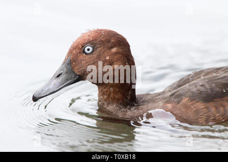 Moorente (Aythya nyroca), männlich, unbekannter Herkunft, Helston See zum Bootfahren, Cornwall, UK. Stockfoto