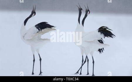 Rot - gekrönte Kraniche (Grus japonensis), ihre Balz Stockfoto