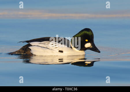 Männliche Schellente (Bucephala clangula) Stockfoto