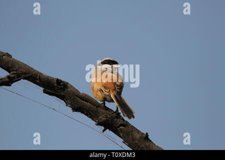 Long-Tailed Shrike oder Rufous-Backed Shrike in Keoladeo Ghana National Park, Bharatpur, Rajasthan Stockfoto