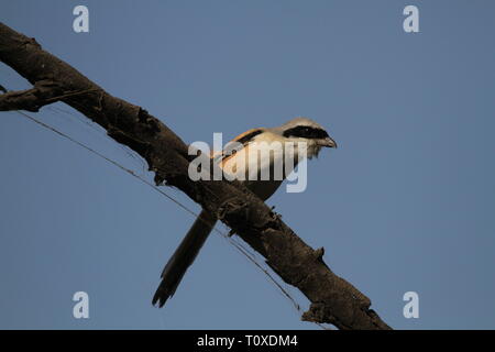 Long-Tailed Shrike oder Rufous-Backed Shrike in Keoladeo Ghana National Park, Bharatpur, Rajasthan Stockfoto