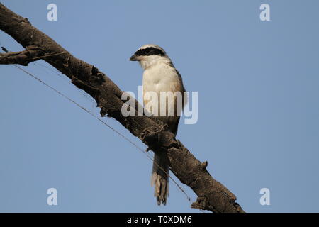 Long-Tailed Shrike oder Rufous-Backed Shrike in Keoladeo Ghana National Park, Bharatpur, Rajasthan Stockfoto