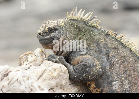 Reifen Marine iguana (Amblyrhynchus cristatus) auf Fernandina Insel Stockfoto