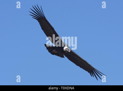 Erwachsener männlicher Andenkondor (Vultur gryphus) Höhenflug über Colca Canyon Stockfoto