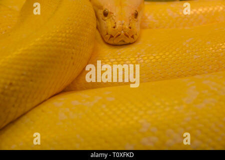 Schließen bis goldgelb Python. Gefahr Schlange. Stockfoto