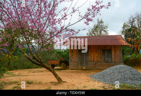 Kleines Haus auf dem Land mit Kirschbaum in Dalat, Hochland Vietnams. Stockfoto