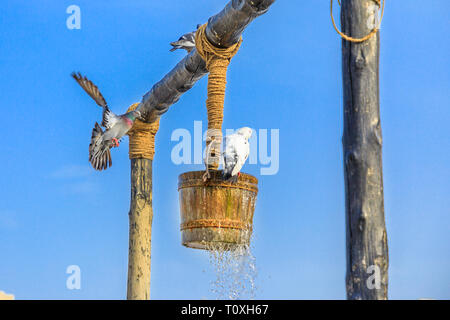 Tauben fliegen, trinken und Rest um alten Brunnen Brunnen, Wahrzeichen in der Mitte von Souq Waqif Gebäude in der Innenstadt von Doha, Katar. Naher Osten, EIN Stockfoto