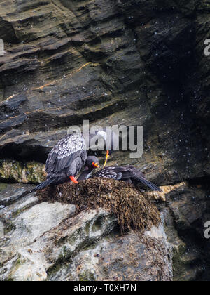 Paare von Lille Kormoran in einem Felsen, Humboldt Pinguin Nationalpark in Punta de Choros, Chile. La Serena Stockfoto