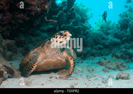 Hawksbill Schildkröte im Roten Meer, Ägypten Stockfoto