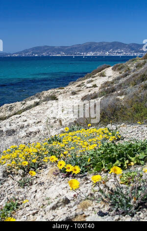Gelbe Wildblumen, Meer oder See Aster, Strand am Mittelmeer Daisy, Gold Münze Asteriscus maritimus oder Asteriscus aquaticus, blühende gegen Blau Stockfoto