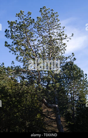 Kiefer im Alderwood Park in Surrey, British Columbia, Kanada Stockfoto