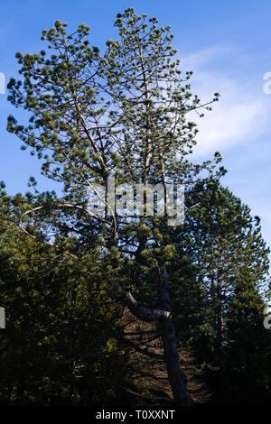 Kiefer im Alderwood Park in Surrey, British Columbia, Kanada Stockfoto