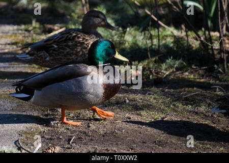 Mallard-Entenpaar im Alderwood Park in Surrey, British Columbia, Kanada Stockfoto