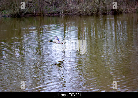 Wilde Enten nehmen aus einem See in öffentlichen Park in Wilmslow Cheshire Stockfoto