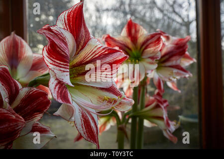 In der Nähe von AMARYLLISs zeigt Staubgefäße, ANTHEREN und TRIFID geformte STIGMA. Torf Lane, Bewerley, Harrogate, N Yorks, England, UK. 21/03/19. Stockfoto