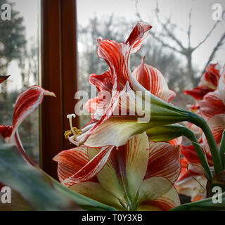 In der Nähe von AMARYLLISs zeigt Staubgefäße, ANTHEREN und TRIFID geformte STIGMA. Torf Lane, Bewerley, Harrogate, N Yorks, England, UK. 21/03/19. Stockfoto