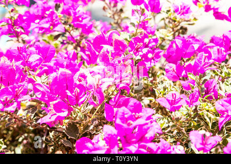 Kleine rosa Bush Blumen in voller Blüte. Nahaufnahme der kleinen rosa Blumen in voller Blüte. Stockfoto
