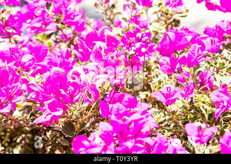 Kleine rosa Bush Blumen in voller Blüte. Nahaufnahme der kleinen rosa Blumen in voller Blüte. Stockfoto