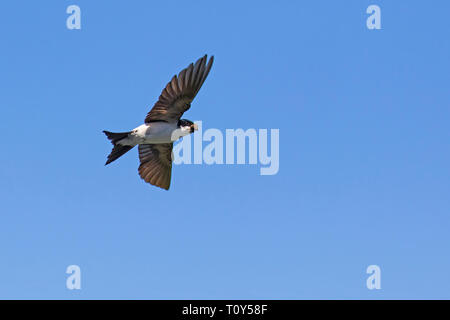 Gemeinsame Haus Martin/nördliche Haus Martin (Delichon urbicum) im Flug gegen den blauen Himmel mit Schlamm im Schnabel für Gebäude Nest Stockfoto