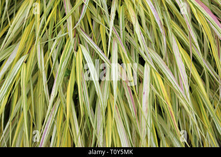 Golden japanischen Wald Gras, Hakone Gras, Hakonechloa macra var alboaurea, in der Nähe von Rosa Weiß und goldenen Blättern, die einen Hintergrund werden könnte. Stockfoto