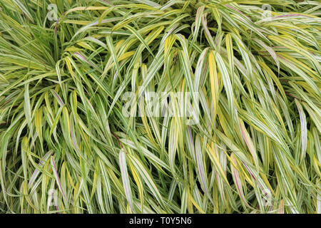 Golden japanischen Wald Gras, Hakone Gras, Hakonechloa macra var alboaurea, in der Nähe von Rosa Weiß und goldenen Blättern, die einen Hintergrund werden könnte. Stockfoto