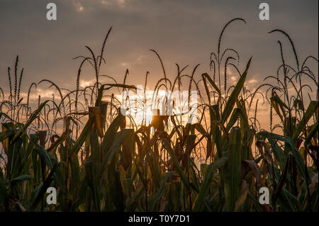 Mais-Feld bereit für die Ernte Stockfoto