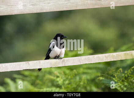 Elster, Pica Pica, einzelne Erwachsene sitzen auf Zaun. Juni getroffen. Minsmere, Suffolk, Großbritannien. Stockfoto