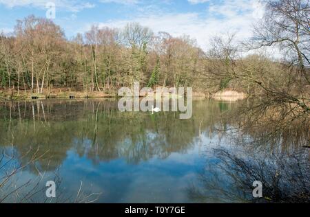 Cannop Teiche im Wald von Dean im frühen Frühling. Ein beliebter Treffpunkt bei Einheimischen und Besuchern die Teiche sind die Heimat von Wildtieren, darunter Schwäne, Teichhuhn. Stockfoto