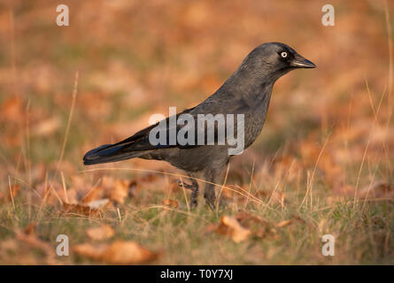 Dohle, Corvus monedula, einzelne Erwachsene Wandern auf Gras im Herbst. November gebracht. Knole Park, Kent, Großbritannien. Stockfoto