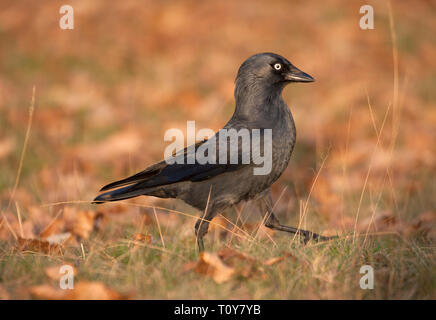 Dohle, Corvus monedula, einzelne Erwachsene Wandern auf Gras im Herbst. November gebracht. Knole Park, Kent, Großbritannien. Stockfoto