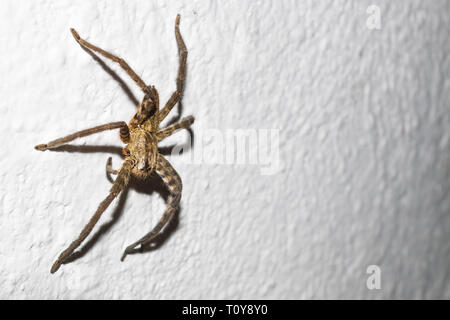 Riesige Spinne auf orange Haus Wand im Peten, Guatemala Stockfoto