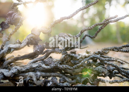 Palm Tree Obst Filialen mit Gelb grüne Hintergrundbeleuchtung des Sonnenuntergangs, Guatemala Stockfoto