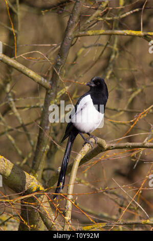 Elster, Pica Pica, Alleinstehenden im Baum gehockt. April getroffen. Lea Valley, Essex, Großbritannien. Stockfoto