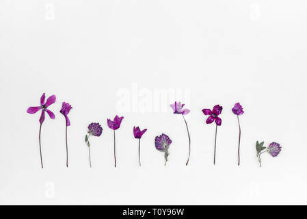 Violette cyclamen und Klee Herbarium. Getrocknete Blumen auf weißem Hintergrund. Stockfoto