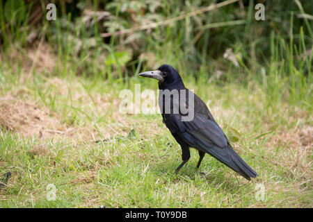 Rook, Corvus frugilegus, Alleinstehenden stehen auf Gras. Cornwall, Großbritannien Stockfoto