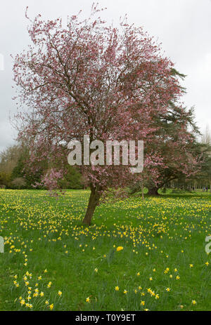 Flowering Cherry, Prunus Sorte, durch wilde Narzissen, Narcissus pseudo-Narcissus, grambin Hof, in der Nähe von Malvern, Worcestershire, Großbritannien umgeben. Stockfoto