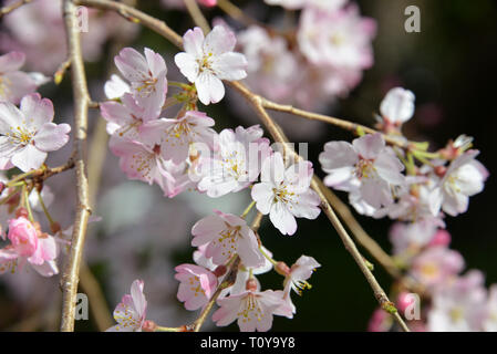 Tokio, Japan. 22 Mär, 2019. Kirschbäume kommen in Blume in Tokio am Freitag, 22. März 2019. Japan Meteorological Agency angekündigt die Kirschbäume in voller Blüte an der Tokyo Metropolitan Area kam am 21. März. Credit: Yoshio Tsunoda/LBA/Alamy leben Nachrichten Stockfoto