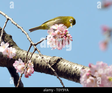 Tokio, Japan. 22 Mär, 2019. Ein Vogel sitzt auf einem Ast von einem Kirschbaum in Blüte in Tokio am Freitag, 22. März 2019. Japan Meteorological Agency angekündigt die Kirschbäume in voller Blüte an der Tokyo Metropolitan Area kam am 21. März. Credit: Yoshio Tsunoda/LBA/Alamy leben Nachrichten Stockfoto