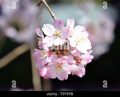 Tokio, Japan. 22 Mär, 2019. Kirschbäume kommen in Blume in Tokio am Freitag, 22. März 2019. Japan Meteorological Agency angekündigt die Kirschbäume in voller Blüte an der Tokyo Metropolitan Area kam am 21. März. Credit: Yoshio Tsunoda/LBA/Alamy leben Nachrichten Stockfoto