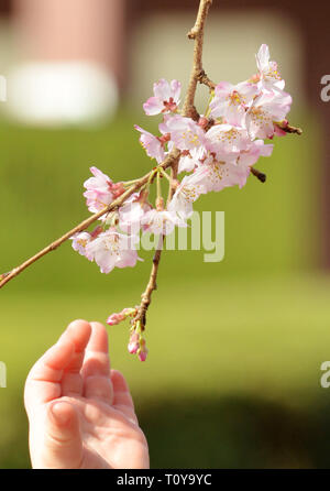 Tokio, Japan. 22 Mär, 2019. Ein Junge erweitert seine Hand einen Zweig von einem Kirschbaum in Blüte in Tokio am Freitag, 22. März 2019. Japan Meteorological Agency angekündigt die Kirschbäume in voller Blüte an der Tokyo Metropolitan Area kam am 21. März. Credit: Yoshio Tsunoda/LBA/Alamy leben Nachrichten Stockfoto