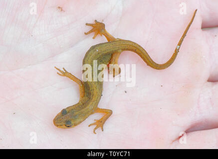 22. März 2019, Brandenburg, Sauen: Ein weiblicher Teich newt (Triturus vulgaris) kann auf der Seite der Naturschützer in den Wald von August Bier Stiftung gesehen werden. Bedingt durch das milde Wetter im Frühling die Migration der Molche und Kröten zu ihren leichten Gewässern in vollem Gange ist. Foto: Patrick Pleul/dpa-Zentralbild/ZB Stockfoto