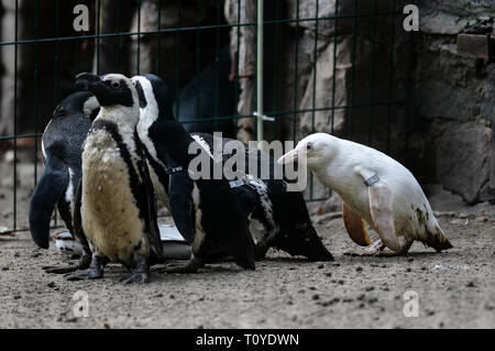 Danzig, Pommern, Polen. 22 Mär, 2019. In Danzig Zoo einzigartigen weißen Pinguin, ausgebrütet hat. Weltweit einzigartige afrikanische Pinguin (Spheniscus demersus) ist ein albinos und hat erstaunliche weißes Gefieder. Quelle: Mateusz Slodkowski/ZUMA Draht/Alamy leben Nachrichten Stockfoto