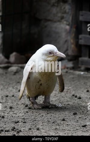 Danzig, Pommern, Polen. 22 Mär, 2019. In Danzig Zoo einzigartigen weißen Pinguin, ausgebrütet hat. Weltweit einzigartige afrikanische Pinguin (Spheniscus demersus) ist ein albinos und hat erstaunliche weißes Gefieder. Quelle: Mateusz Slodkowski/ZUMA Draht/Alamy leben Nachrichten Stockfoto