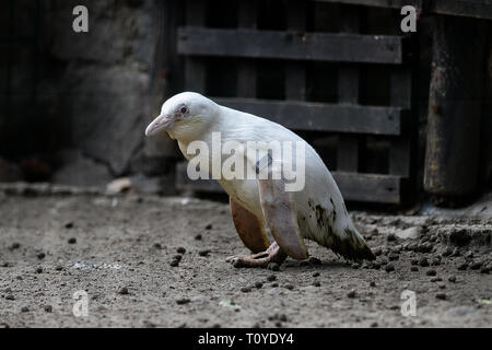 Danzig, Pommern, Polen. 22 Mär, 2019. In Danzig Zoo einzigartigen weißen Pinguin, ausgebrütet hat. Weltweit einzigartige afrikanische Pinguin (Spheniscus demersus) ist ein albinos und hat erstaunliche weißes Gefieder. Quelle: Mateusz Slodkowski/ZUMA Draht/Alamy leben Nachrichten Stockfoto