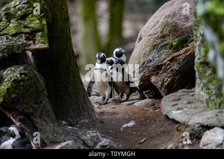 Pinguine während der Pressekonferenz im Zoo gesehen. In Danzig Zoo erschien eine neue Einwohner. Weltweit einzigartige afrikanische Pinguin (Spheniscus demersus) ist ein albinos und hat erstaunliche weißes Gefieder. Dieser Vogel ist in der Regel schwarz Oberfläche des Körpers mit klaren weißen Stirn und kann bis zu 63 cm hoch werden. Der Pinguin war auf einer eigens einberufenen Pressekonferenz im Zoo vorgestellt. Stockfoto