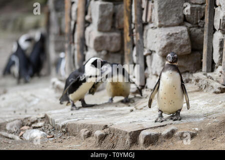 Pinguine während der Pressekonferenz im Zoo gesehen. In Danzig Zoo erschien eine neue Einwohner. Weltweit einzigartige afrikanische Pinguin (Spheniscus demersus) ist ein albinos und hat erstaunliche weißes Gefieder. Dieser Vogel ist in der Regel schwarz Oberfläche des Körpers mit klaren weißen Stirn und kann bis zu 63 cm hoch werden. Der Pinguin war auf einer eigens einberufenen Pressekonferenz im Zoo vorgestellt. Stockfoto