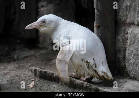 Ein Pinguin während der Pressekonferenz im Zoo gesehen. In Danzig Zoo erschien eine neue Einwohner. Weltweit einzigartige afrikanische Pinguin (Spheniscus demersus) ist ein albinos und hat erstaunliche weißes Gefieder. Dieser Vogel ist in der Regel schwarz Oberfläche des Körpers mit klaren weißen Stirn und kann bis zu 63 cm hoch werden. Der Pinguin war auf einer eigens einberufenen Pressekonferenz im Zoo vorgestellt. Stockfoto